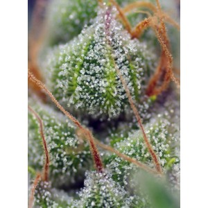 Crystal Candy. Photo 3